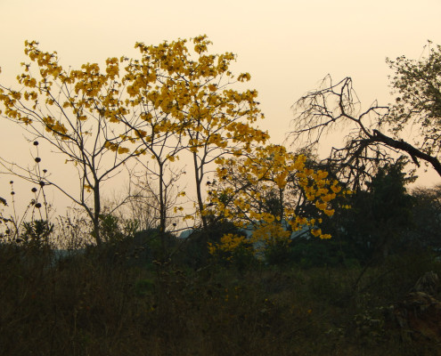 Greater Kruger Spring Flowers