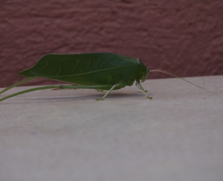 leaf-like insect