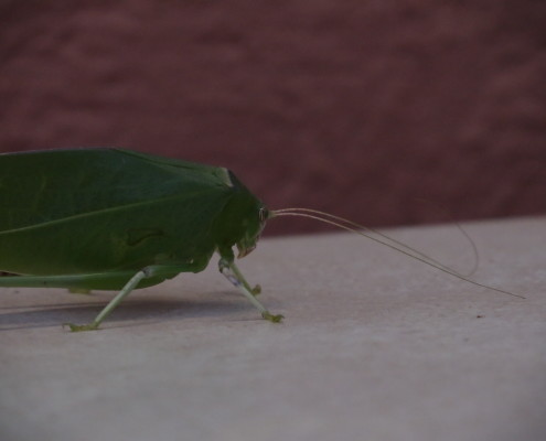 leaf-like insect