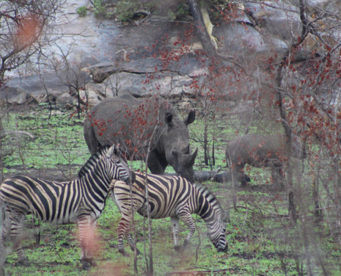 Rhino in Kruger National Park