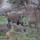 Rhino in Kruger National Park