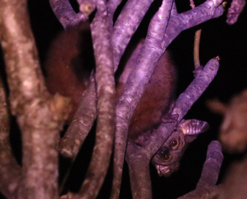 Bush Baby in Kruger National Park