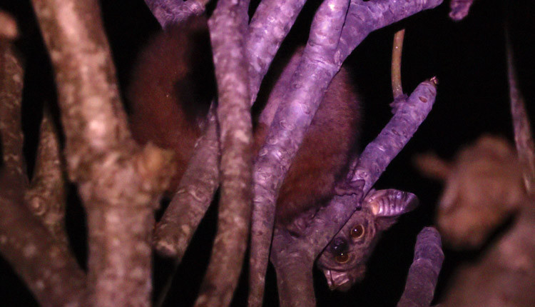 Bush Baby in Kruger National Park