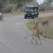 Open game drive vehicle