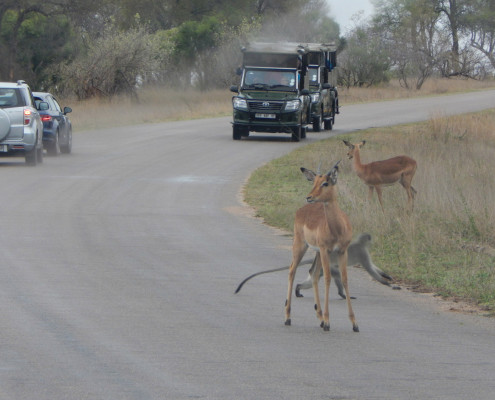 Open game drive vehicle