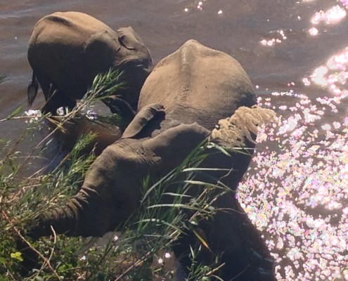 Kruger National Park Elephants