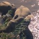 Kruger National Park Elephants