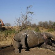 Drought in Kruger National Park