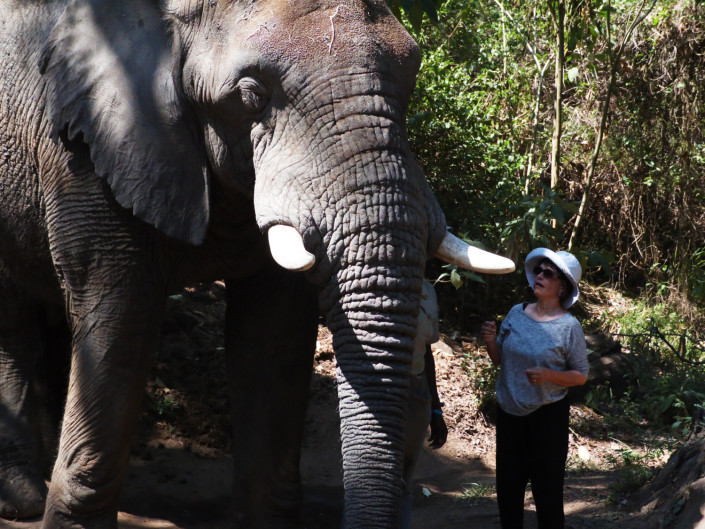 Elephant interaction