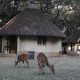 Kruger Park Hut / Chalet