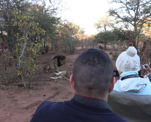 Guests filming lions at a Private Game Reserve