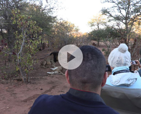 Guests filming lions at a Private Game Reserve