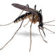Malaria / Yellow fever low risk in Kruger National Park