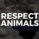 Respect Animals well driving through Kruger National Par