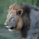 South Africa being a incredible place to visit
