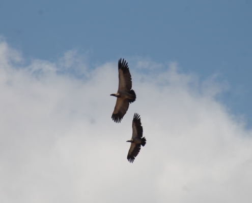 Sightings top 10 birds to spot on safari in Kruger National Park - Kruger National Park Sightings